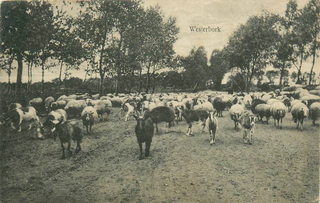 388-281-039 Westerbork, Verzenden, Voor 1920, Drenthe