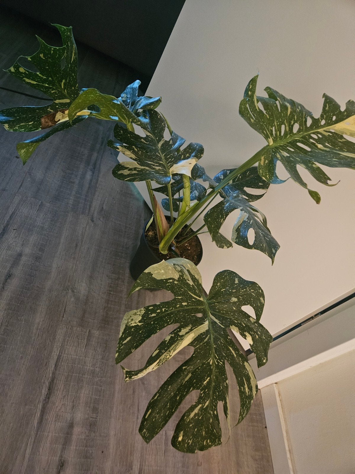 Monstera 'Thai Constellation' - Zeldzame Gatenplant, Tuin en Terras, Ophalen, Overige soorten