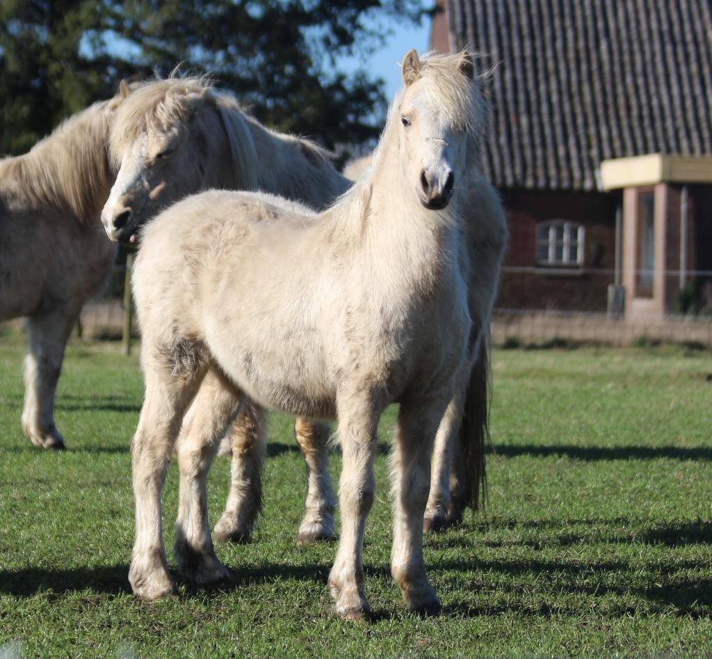Te koop: twee welsh A jaarlingen, Dieren en Toebehoren, B pony (1.17m tot 1.27m), Onbeleerd, Meerdere dieren, Recreatiepony