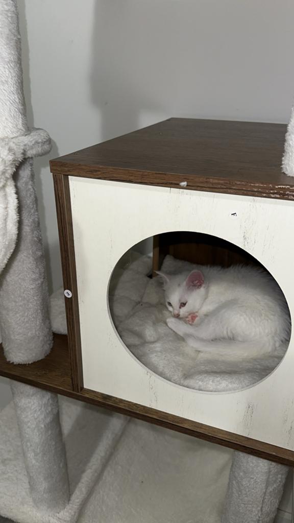 Turkse angora kitten, Poes