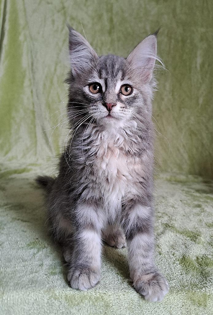 Ragdoll x Siberische kittens langharig 2 poesjes, Meerdere dieren, Langharig