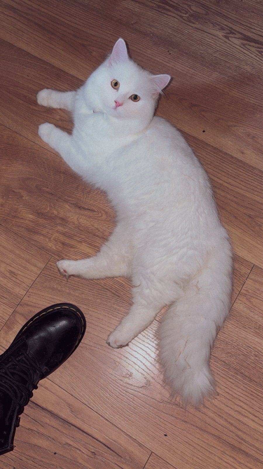 Onze Yuki 8mnd te koop, Dieren en Toebehoren, Katten en Kittens | Raskatten | Langhaar, Kater, Ontwormd, 0 tot 2 jaar