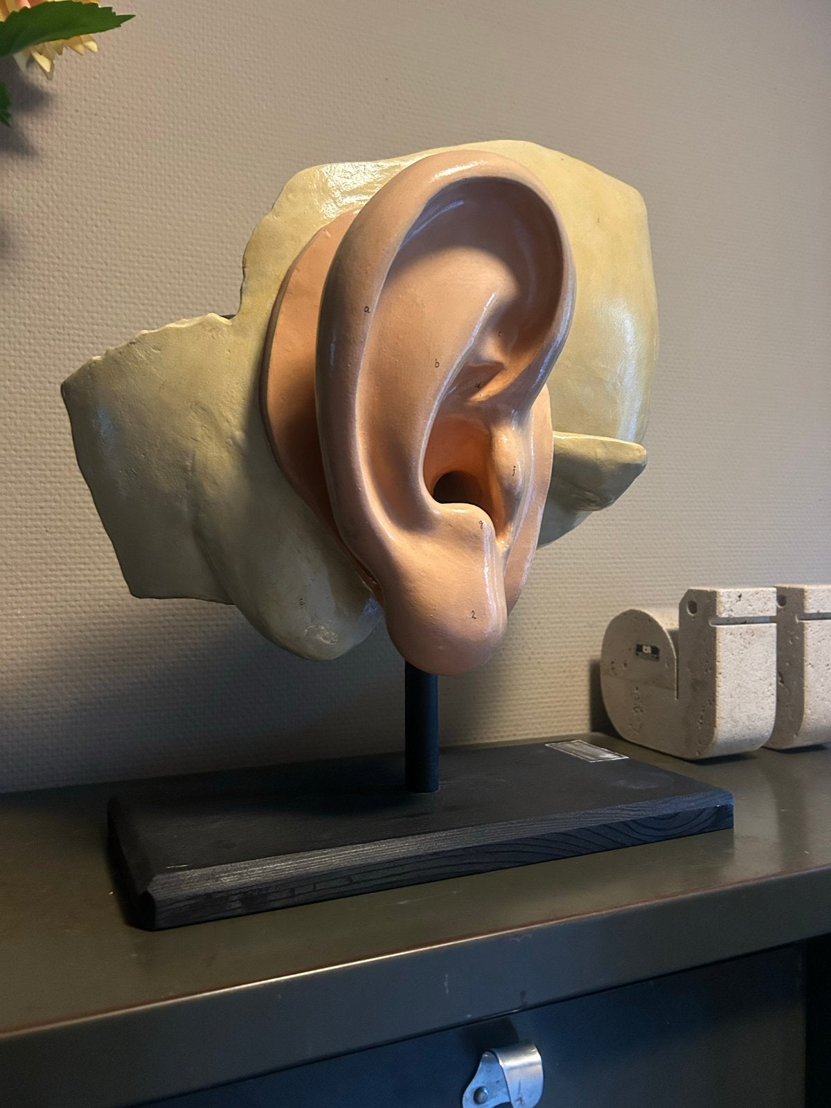 Groot anatomisch model van het oor, Antiek en Kunst, Ophalen of Verzenden