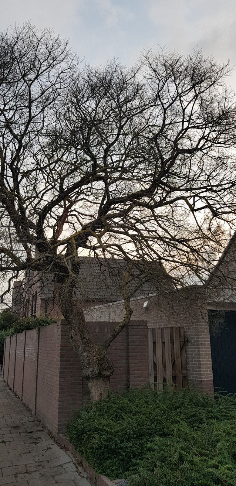 Loofboom kappen in ruil voor hout, Tuin en Terras, Planten | Bomen, Ophalen, Volle zon, Overige soorten