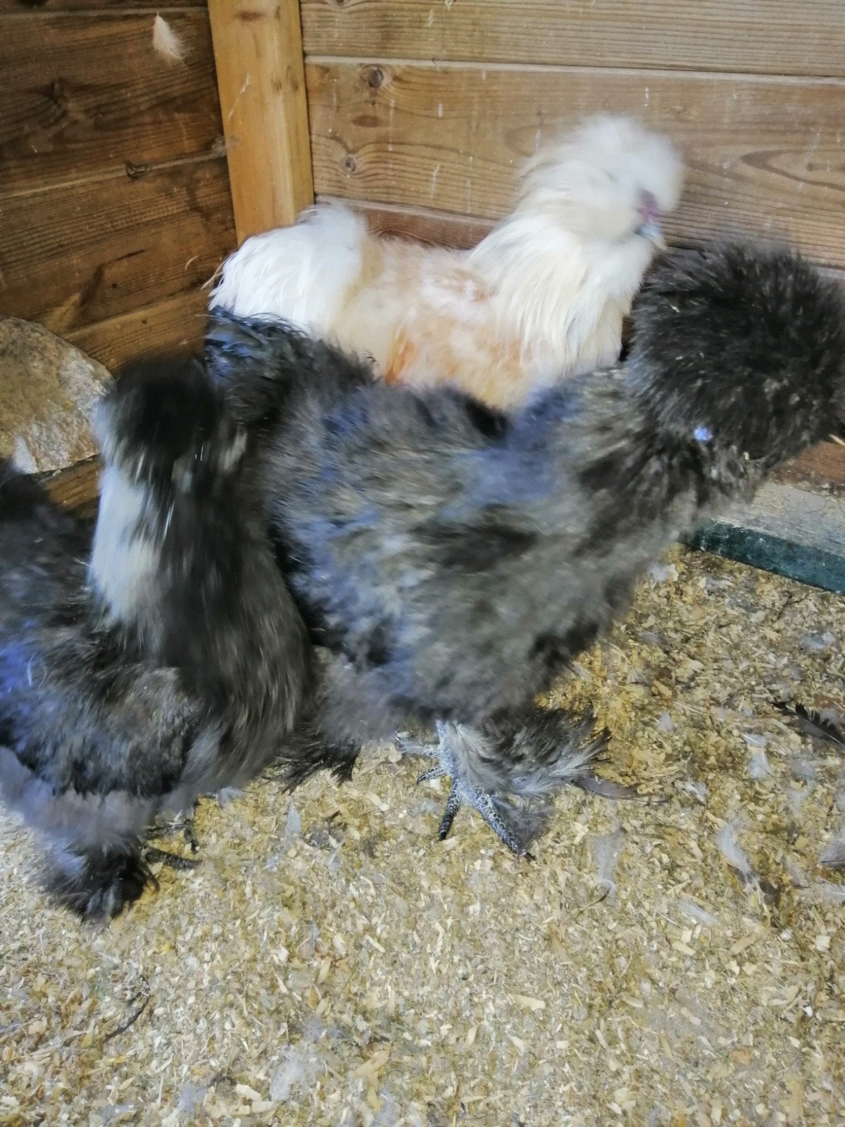 3 jonge zijdehoenders, Dieren en Toebehoren, Geslacht onbekend, Kip