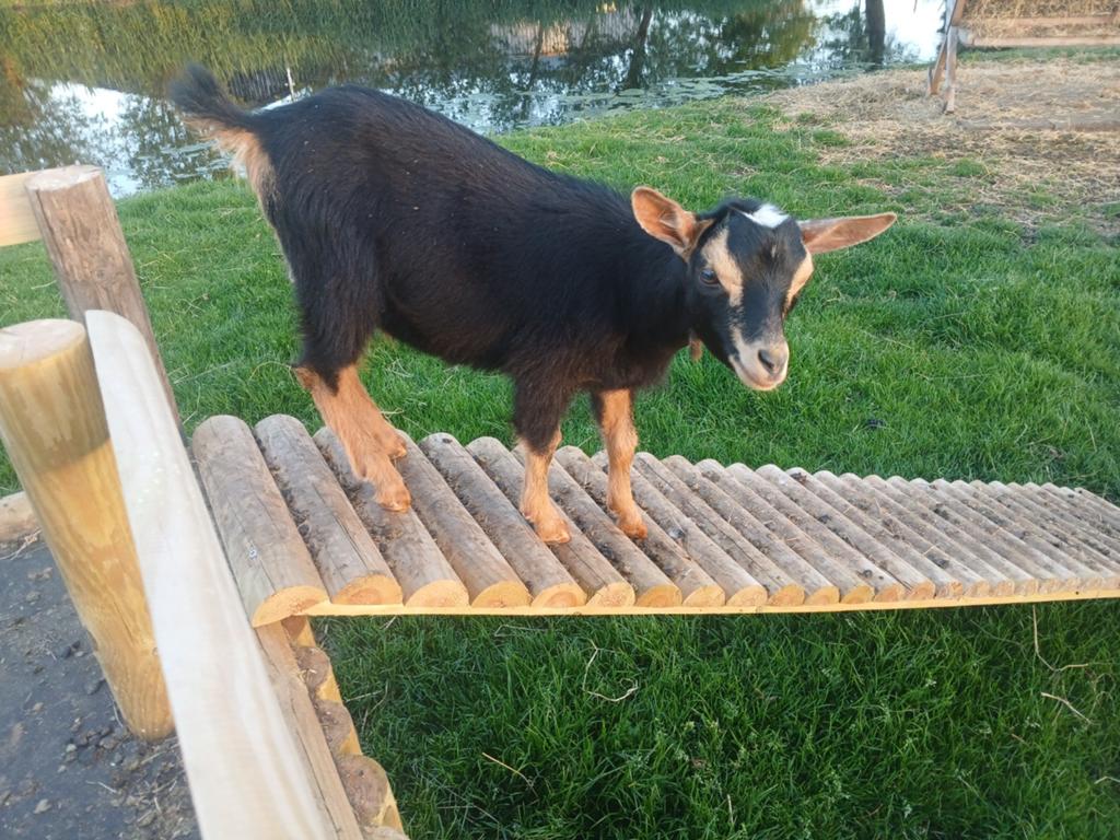 Te koop Black and tan bokje hoornloos, Mannelijk, Geit