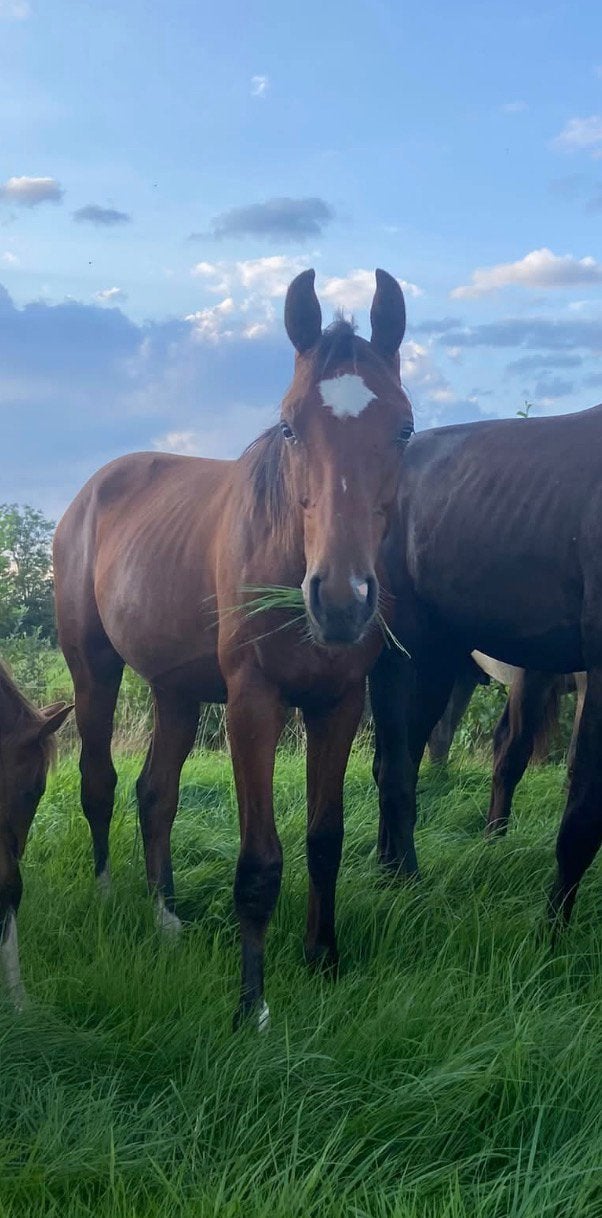 3 jr ruin Novian x Future, Dieren en Toebehoren, Ruin, Dressuurpaard, 3 tot 6 jaar, 160 tot 165 cm