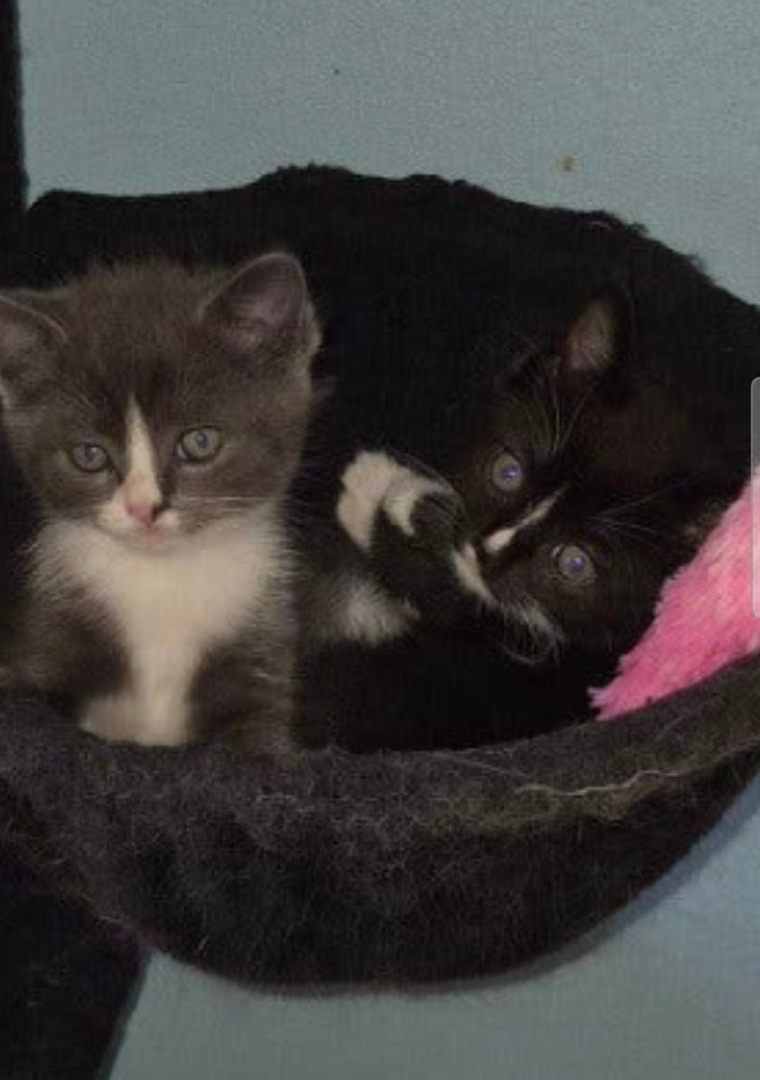 nu verhuizen.ragdoll kittens, Dieren en Toebehoren, Meerdere dieren, Ontwormd, 0 tot 2 jaar