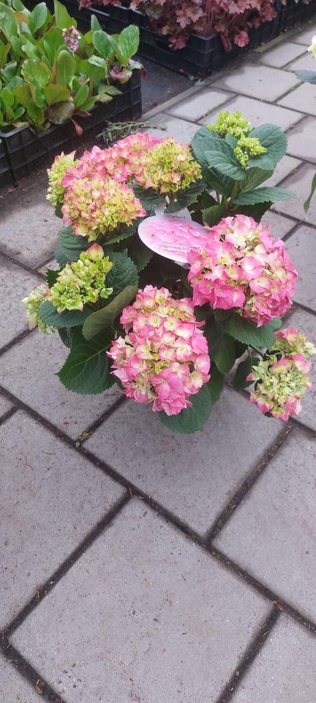 Boeren hortensia's diverse kleuren, Tuin en Terras, Planten | Tuinplanten, Ophalen of Verzenden, Overige soorten, Halfschaduw