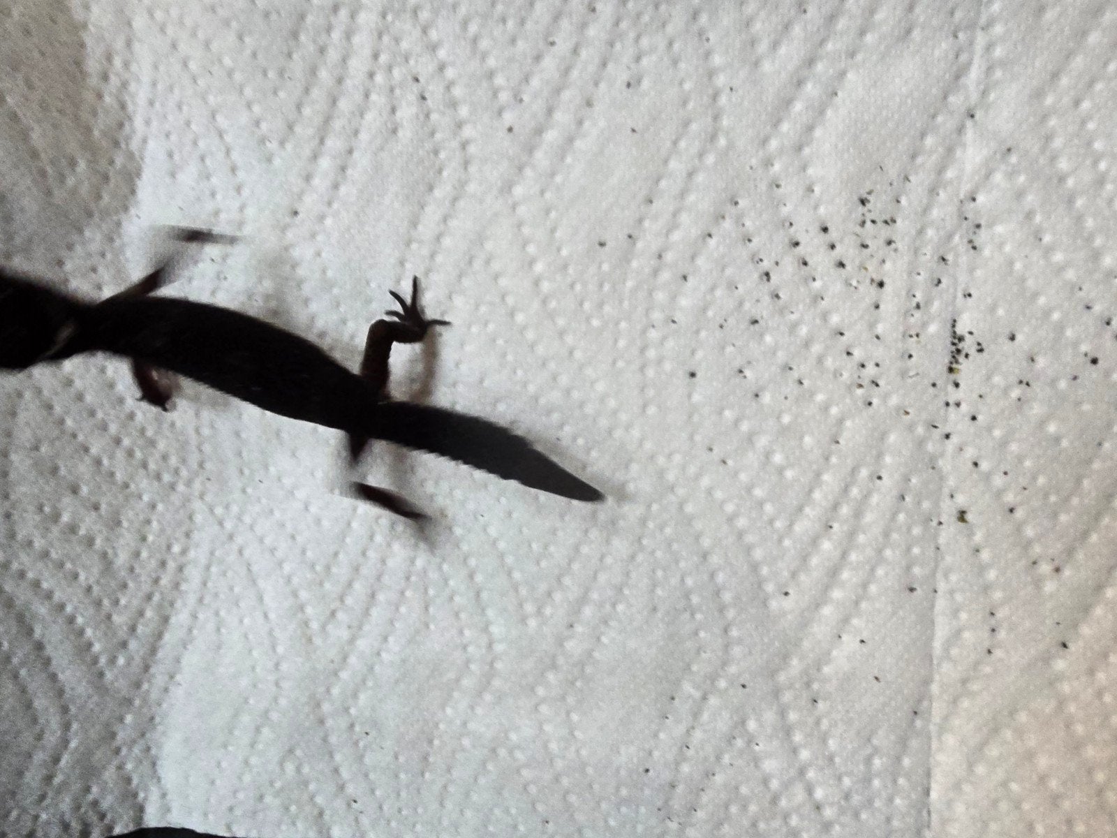 Prachtige pure Black Night luipaardgekko's (Eublepharis macu Leopard Gecko photo 9