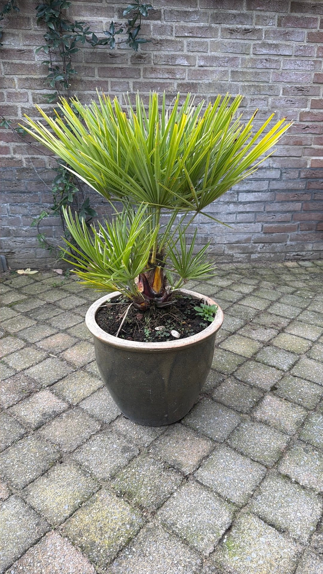 Trachycarpus Fortunei (Chinese Waaierpalm), Ophalen, Overige soorten, Halfschaduw