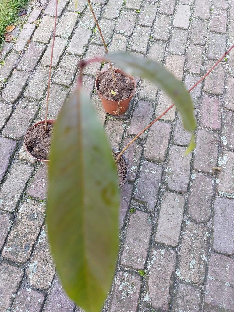 Perzikboom nectarineboom in pot, Tuin en Terras, Minder dan 100 cm, Lente, Overige soorten, In pot