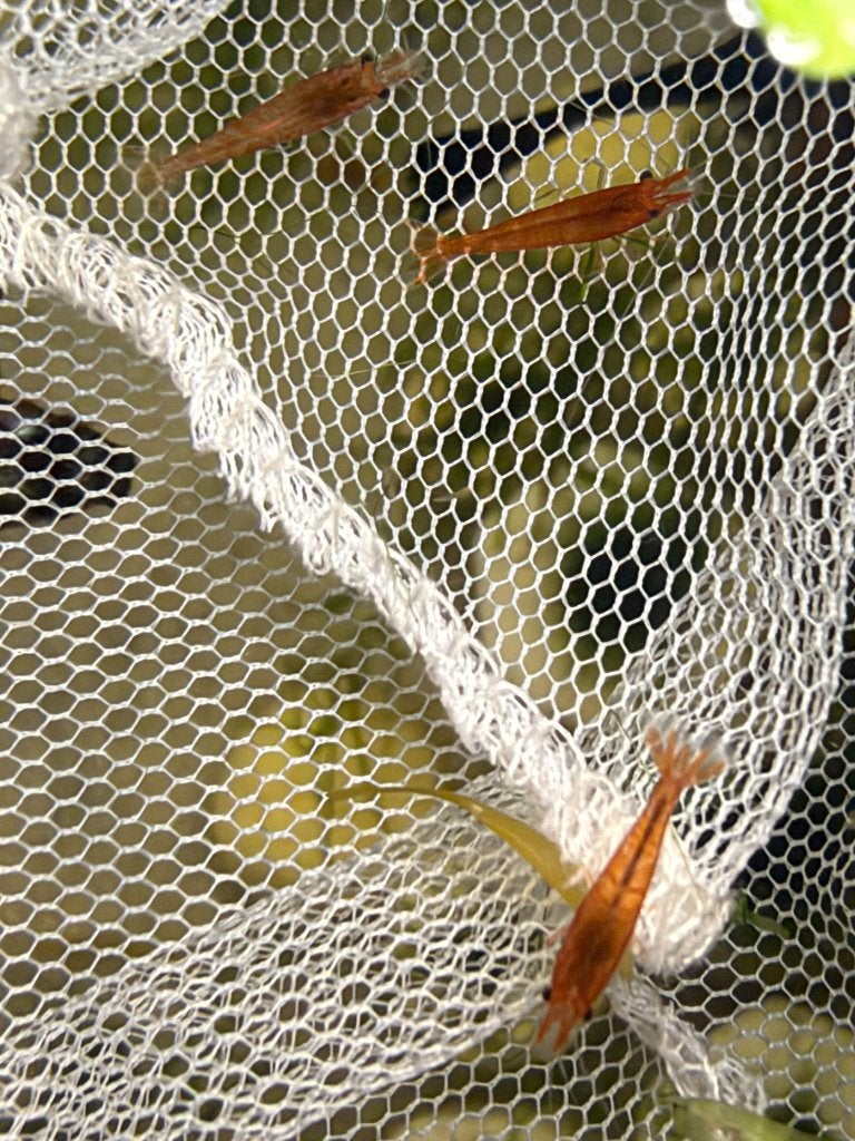 Neocaridina Wild-type/mix, Dieren en Toebehoren, Kreeft, Krab of Garnaal, Zoetwatervis