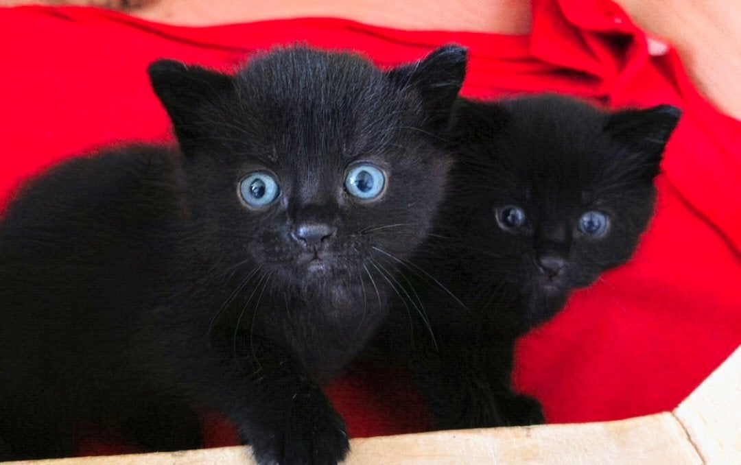 Kittens te koop, Geslacht onbekend, 0 tot 2 jaar
