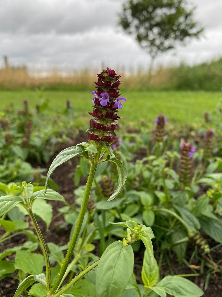 Gewone brunel, vaste kruipende plant te koop, Bodembedekkers, Vaste plant, Ophalen of Verzenden, Halfschaduw
