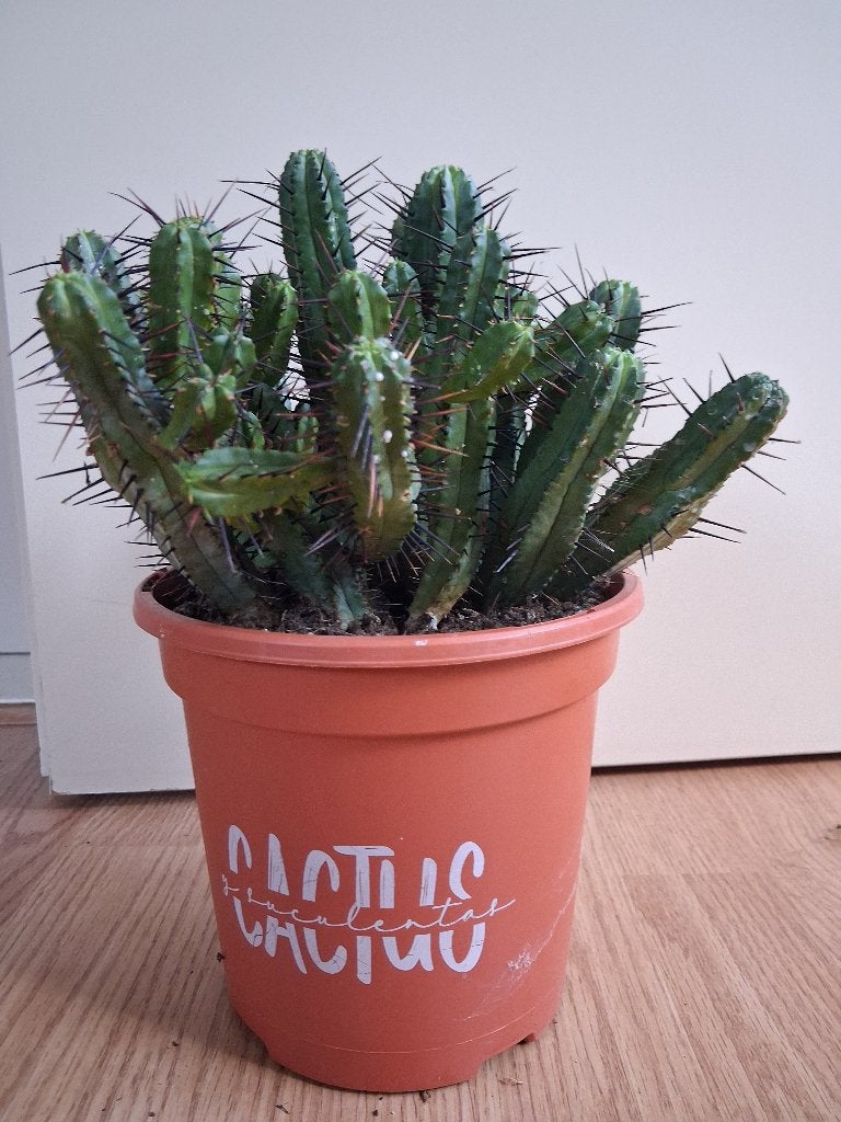 Euphorbia Heptagona - Zevenhoekige wolfsmelk H: 28 cm., Ophalen, Vetplant, Halfschaduw, Minder dan 100 cm