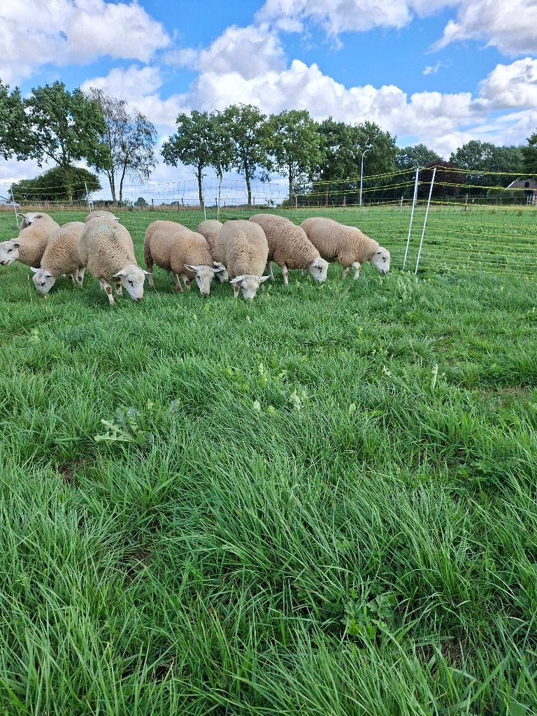 Swifters, Dieren en Toebehoren, Schapen, Geiten en Varkens, Mannelijk, Schaap