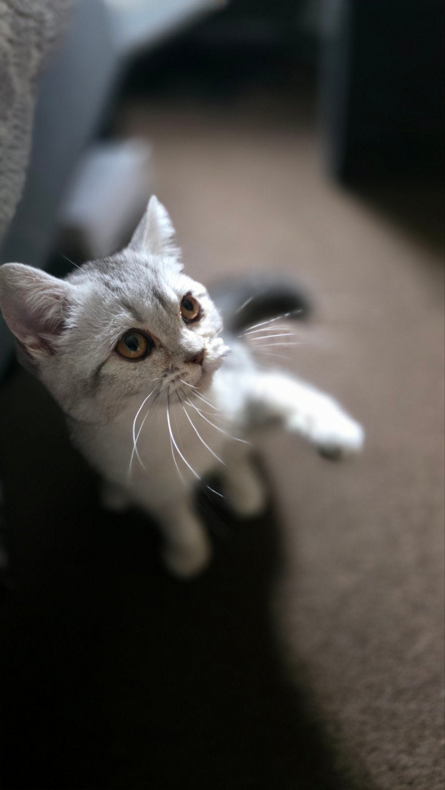 British Silver Shaded kitten - Bianca - 18 weken - Vaccinati