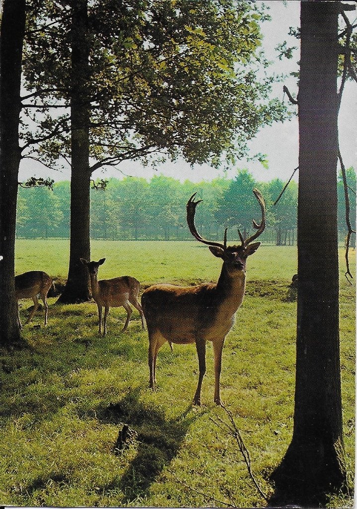 Q2835 gelopen ansichtkaart groeten van de veluwe, Ophalen of Verzenden, 1980 tot heden, Gelopen, Gelderland
