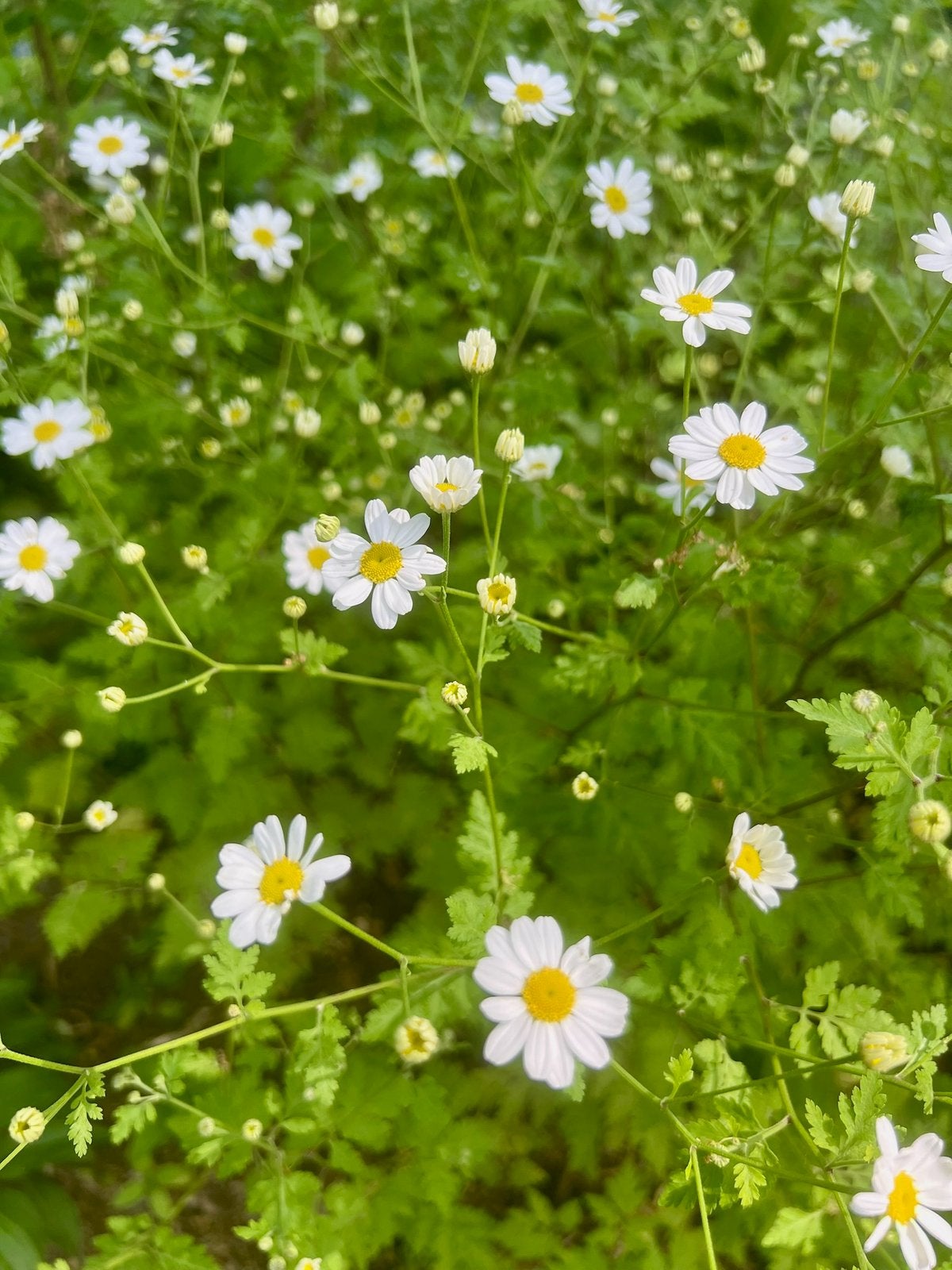 MOEDERKRUID HEMDSKNOOPJES uit Biologische tuin, Eenjarig, Halfschaduw, Zomer, Ophalen