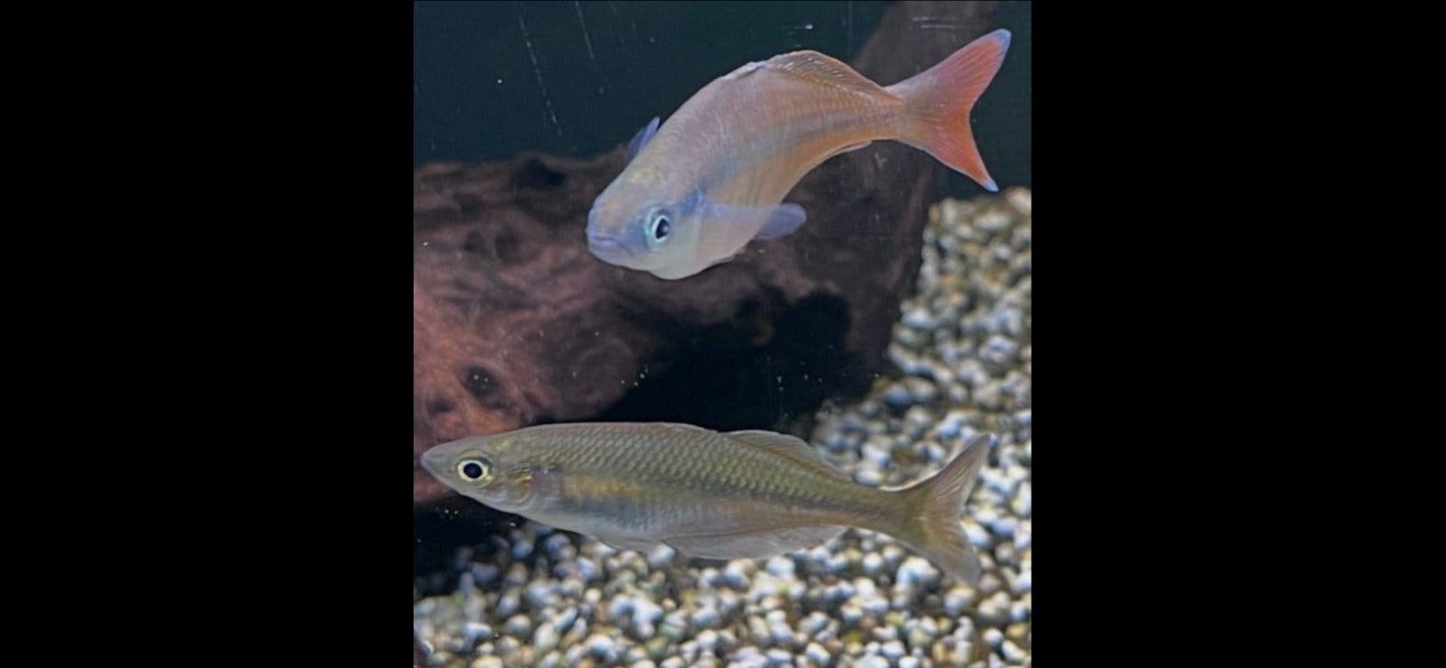 10 aquarium regenboog vissen, Vis