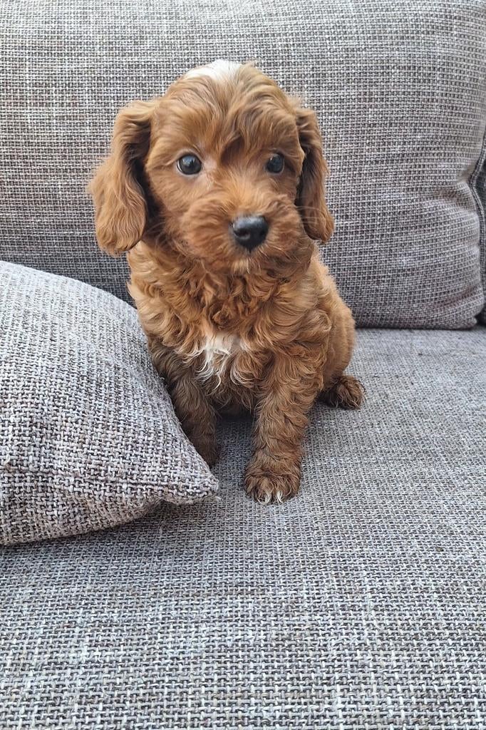 Super mooie gezonde maltipoo pups, Parvo, Overige rassen, 8 tot 15 weken, Meerdere
