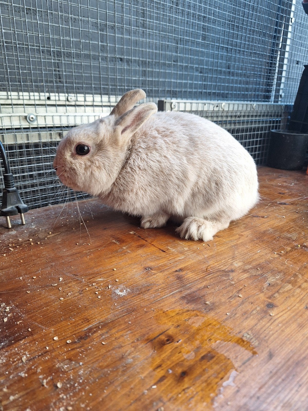 Tekoop 2 mooie konijnen, Dieren en Toebehoren, Konijnen, Meerdere dieren