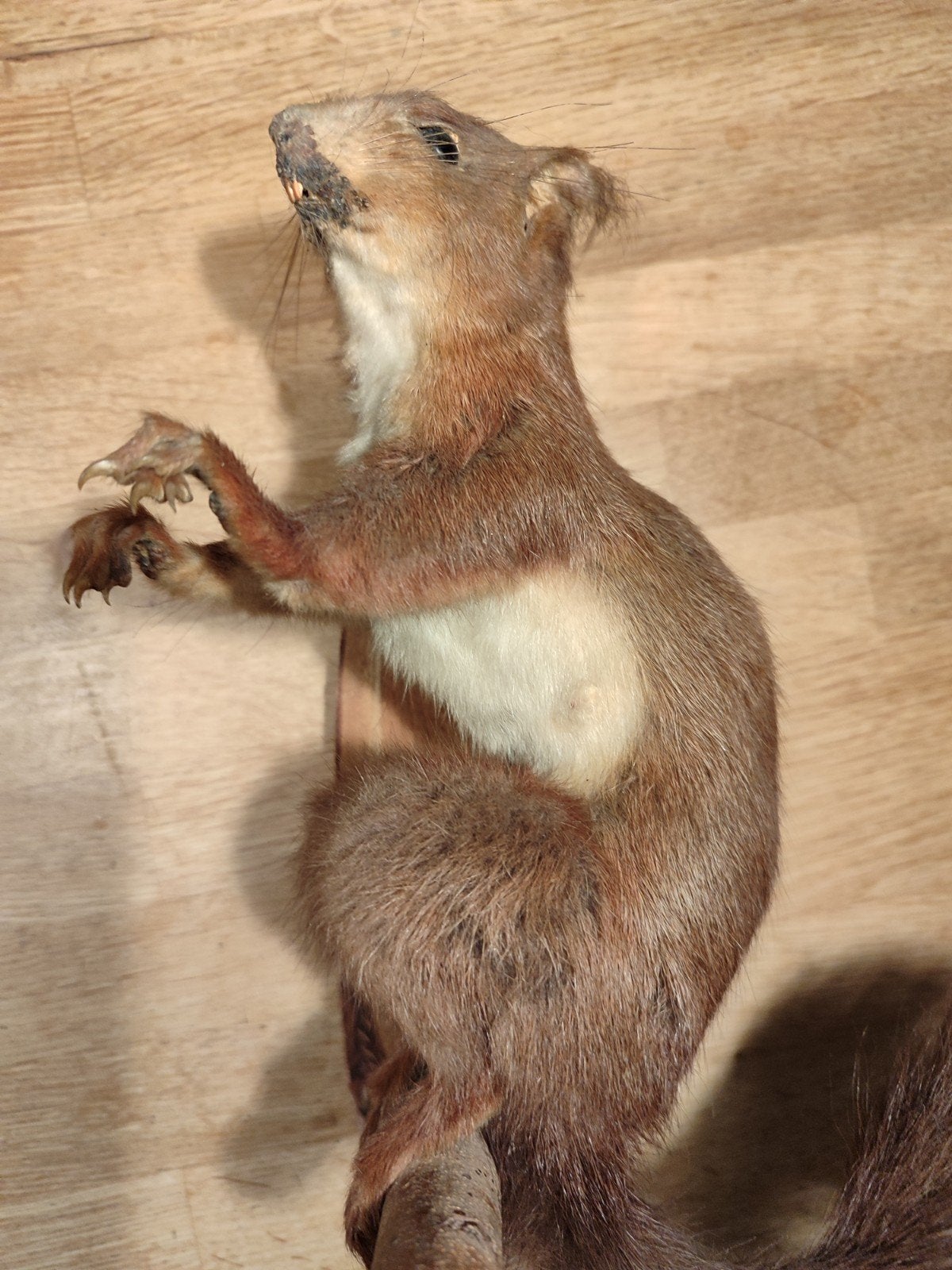 eekhoorn, Ophalen of Verzenden, Zo goed als nieuw, Wild dier, Beeldje of Figuurtje