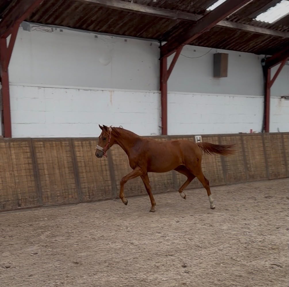 Mooie jaarling hengst, Dieren en Toebehoren, Paarden, Hengst, Minder dan 160 cm, 0 tot 2 jaar