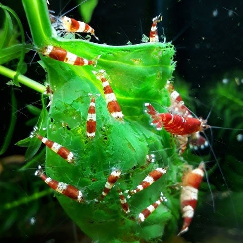 Crystal Red garnalen – hard en zacht water, Dieren en Toebehoren, Kreeft, Krab of Garnaal