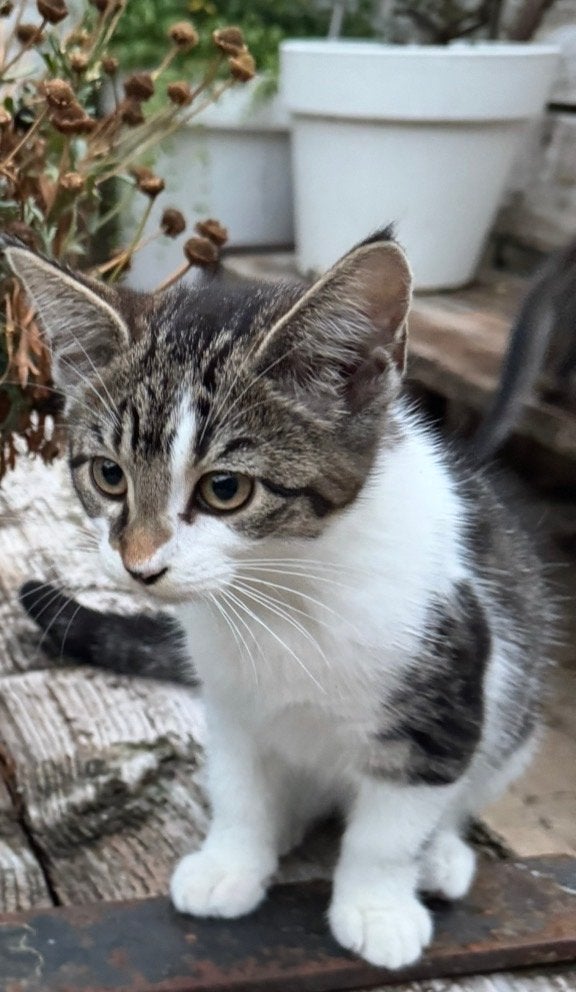 Te koop Maine-Coone kruising, Poes