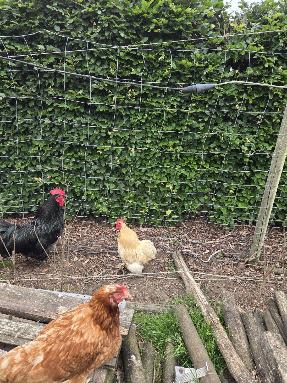 Cochin kriel hanen goud,en rood, Mannelijk, Kip
