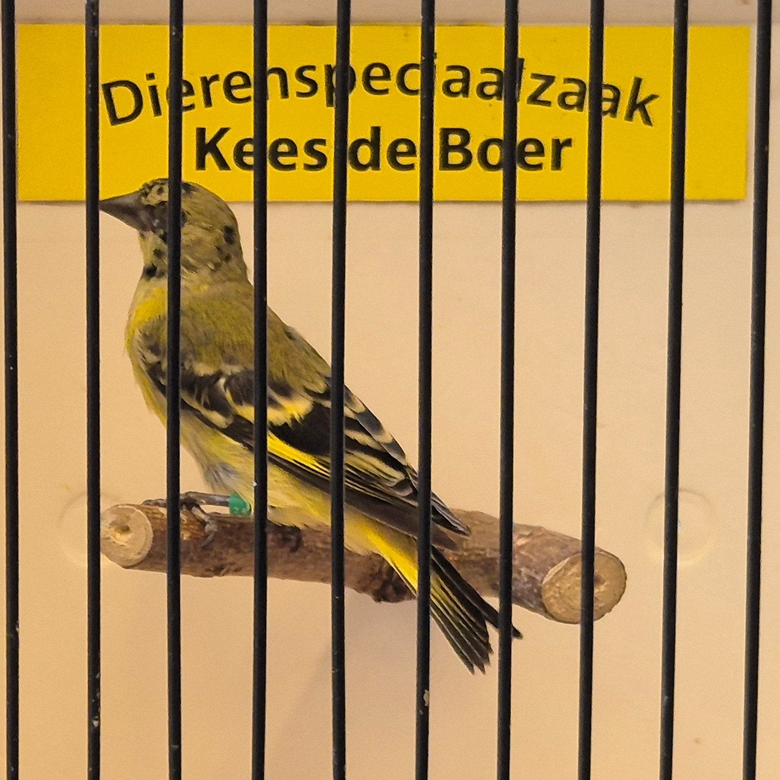 Zwartkopsijs man, Dieren en Toebehoren, Vogels | Overige Vogels, Mannelijk