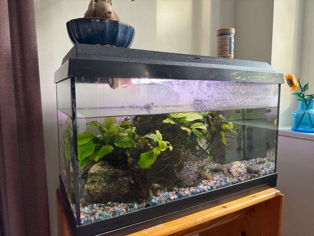 Aquarium, Ophalen, Inclusief vissen, Gebruikt, Gevuld zoetwateraquarium