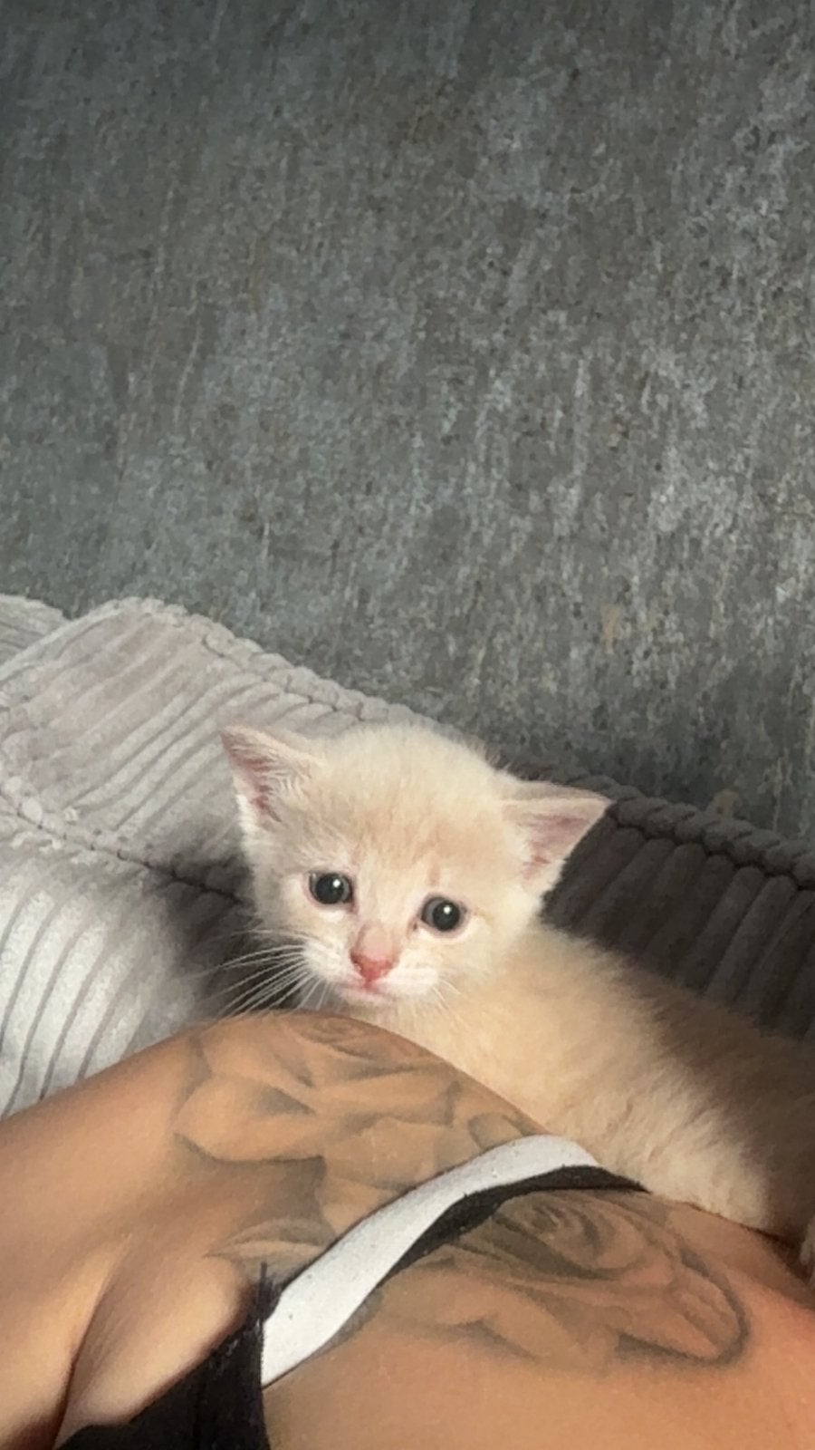 Lief  wit/beige rustig poesje, Poes