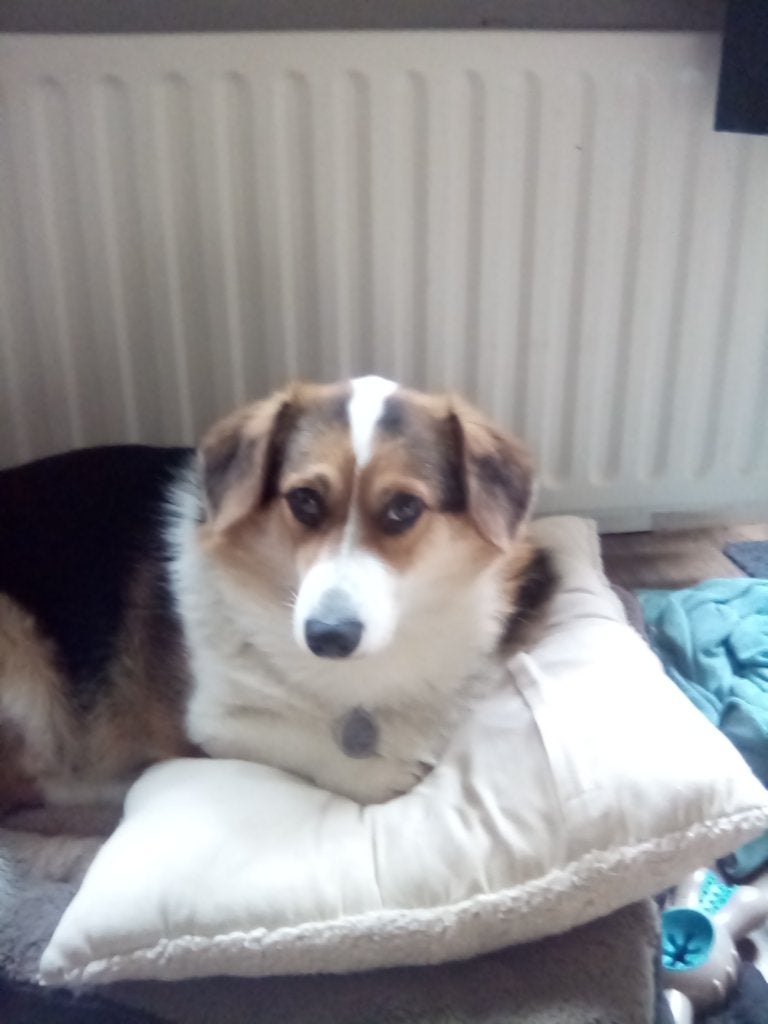 honden brok puppy Riverwood 12 kilo, Ophalen, Hond