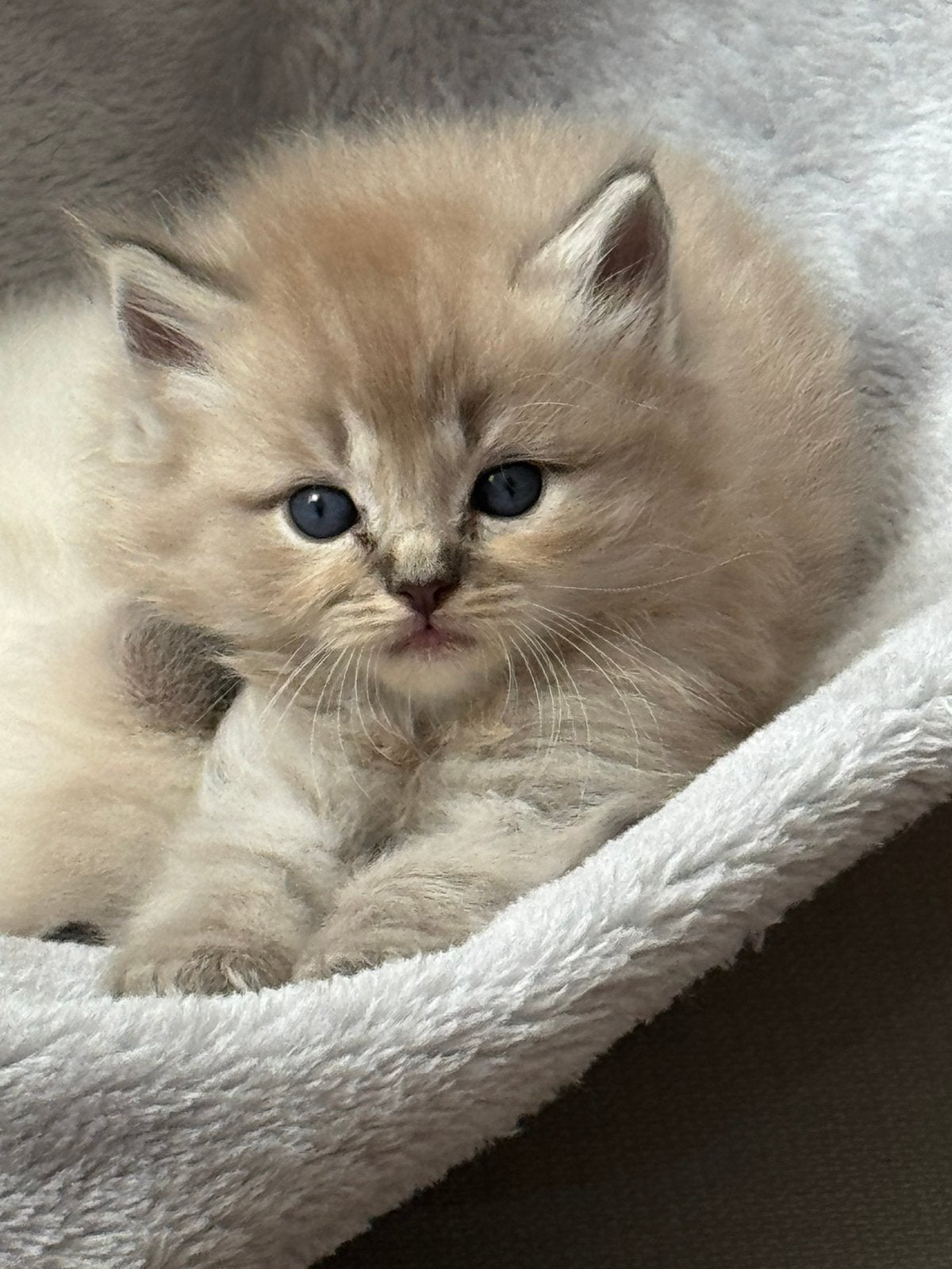 Ragdoll, Dieren en Toebehoren, Katten en Kittens | Raskatten | Langhaar, Meerdere dieren