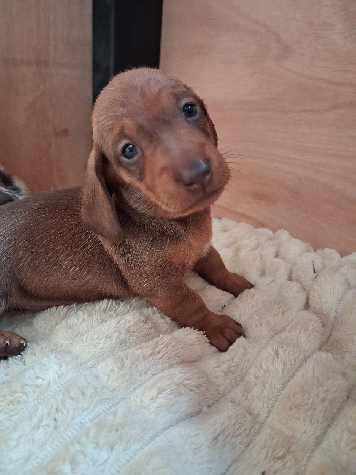 knappe teckelpups korthaar, Dieren en Toebehoren, 8 tot 15 weken, Korthaar, Dwerg, Meerdere