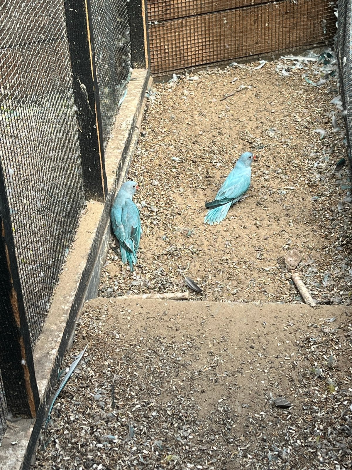 Halsband parkieten om tam te maken, Meerdere dieren, Parkiet, Tam