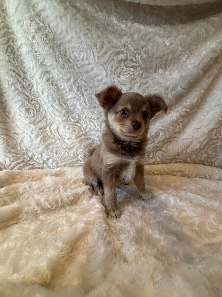POMCHI PUPS, Dieren en Toebehoren, Parvo, 8 tot 15 weken, Meerdere dieren, Eén hond