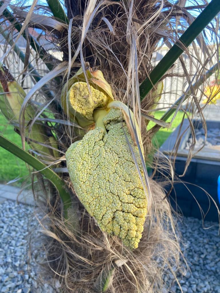 Palmboomzaad - Kweek je eigen exotische palmboom, Tuin en Terras, Bloembollen en Zaden, Ophalen, Gehele jaar, Volle zon, Zaad