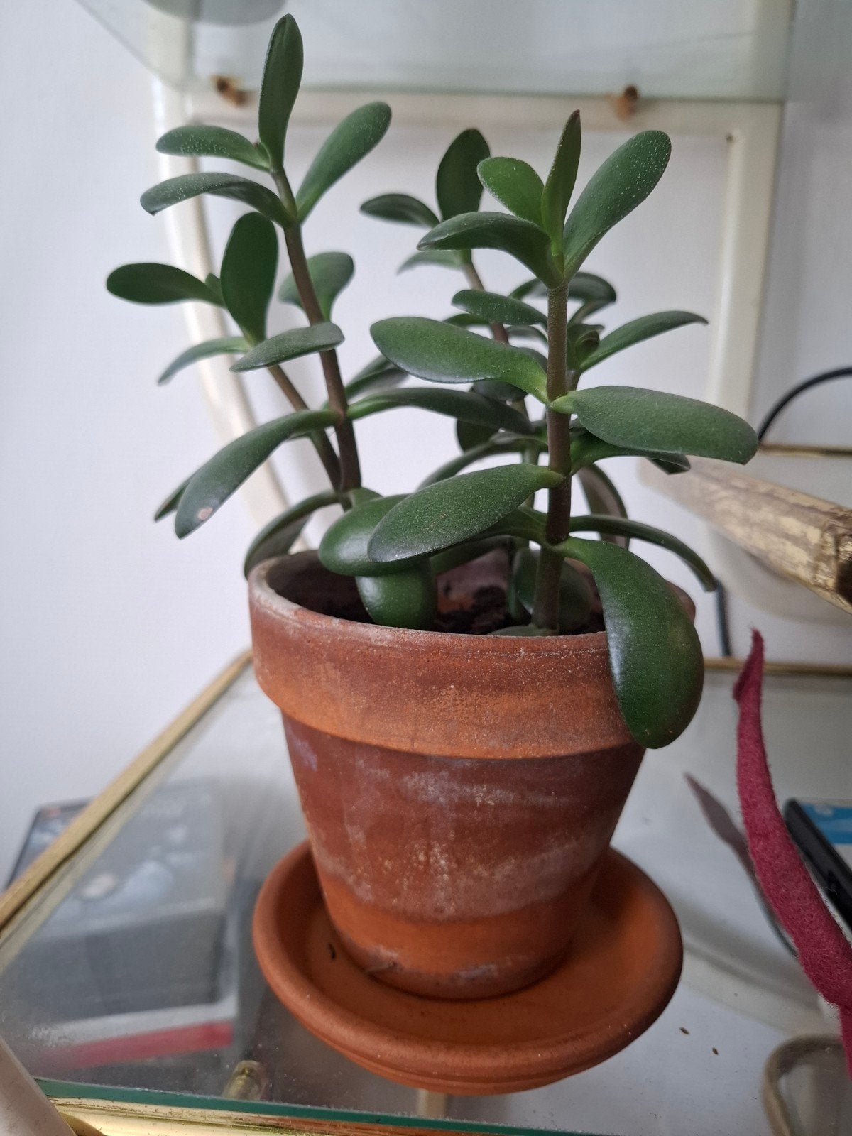 jadeplant, Ophalen of Verzenden, Halfschaduw, Minder dan 100 cm