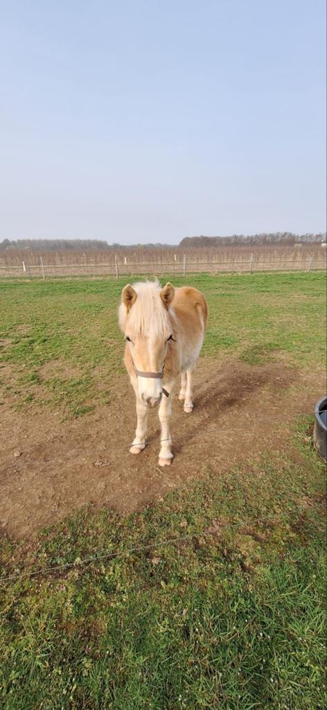 Haflingers, Dieren en Toebehoren, Paarden, Minder dan 160 cm, Hengst, Onbeleerd, Recreatiepaard
