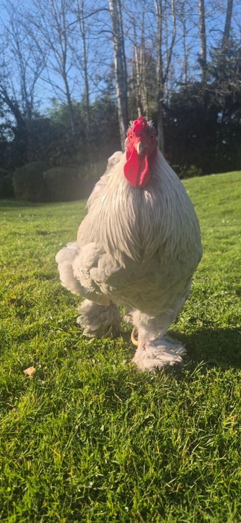 Broedeieren Brahma groot ras, Dieren en Toebehoren