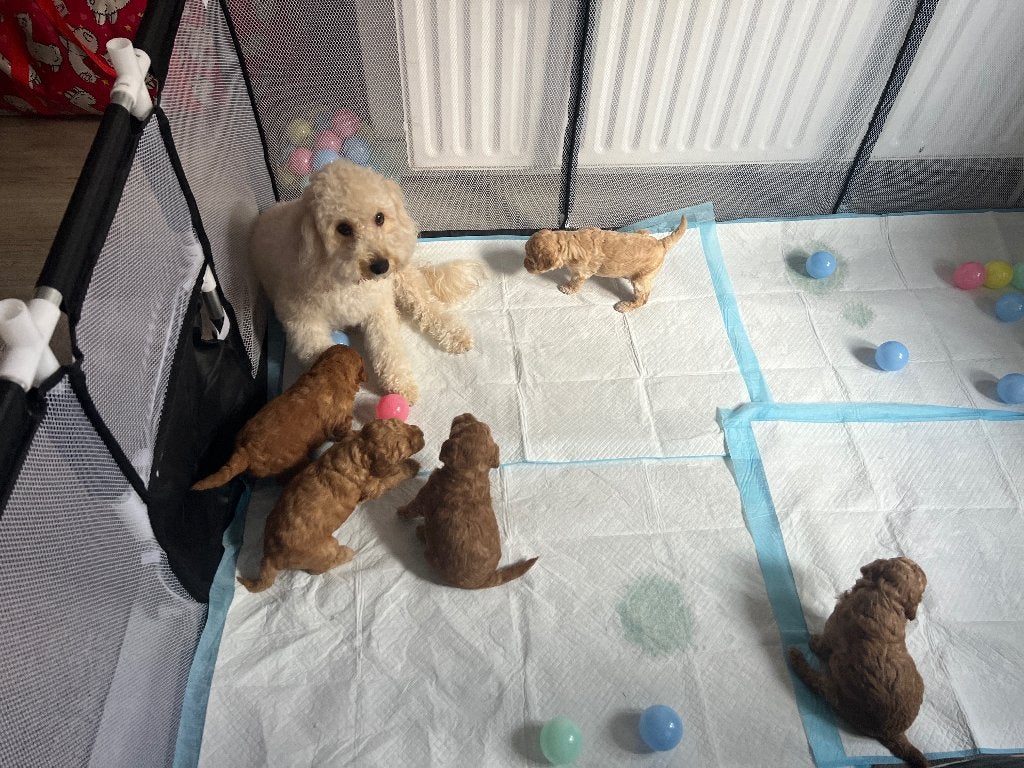 Mini Poedelpuppy's, Poedel, Reu, 8 tot 15 weken, Meerdere