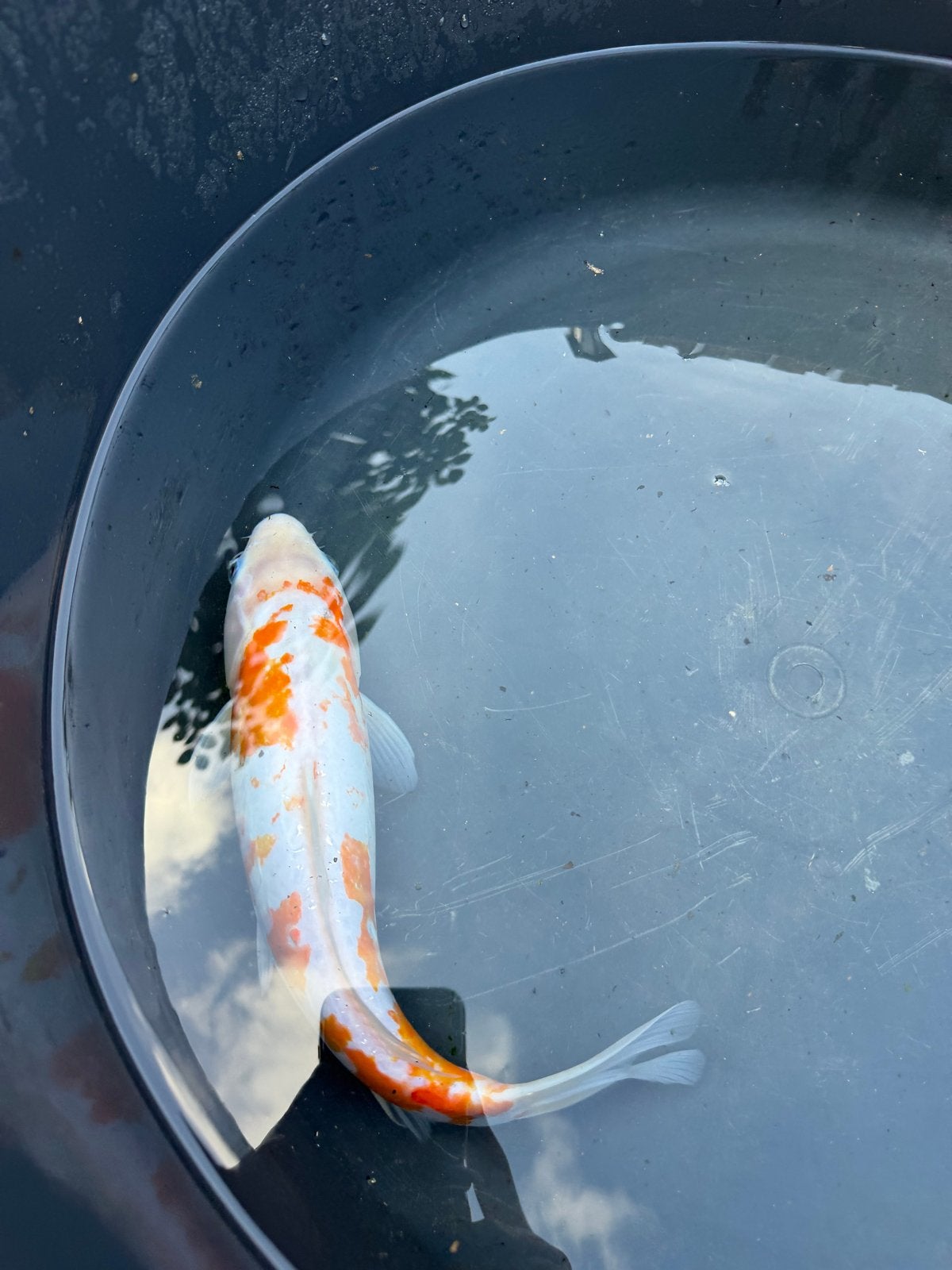 Koi Doitsu Hariwake, Dieren en Toebehoren, Vissen | Vijvervissen, Karper of Koi