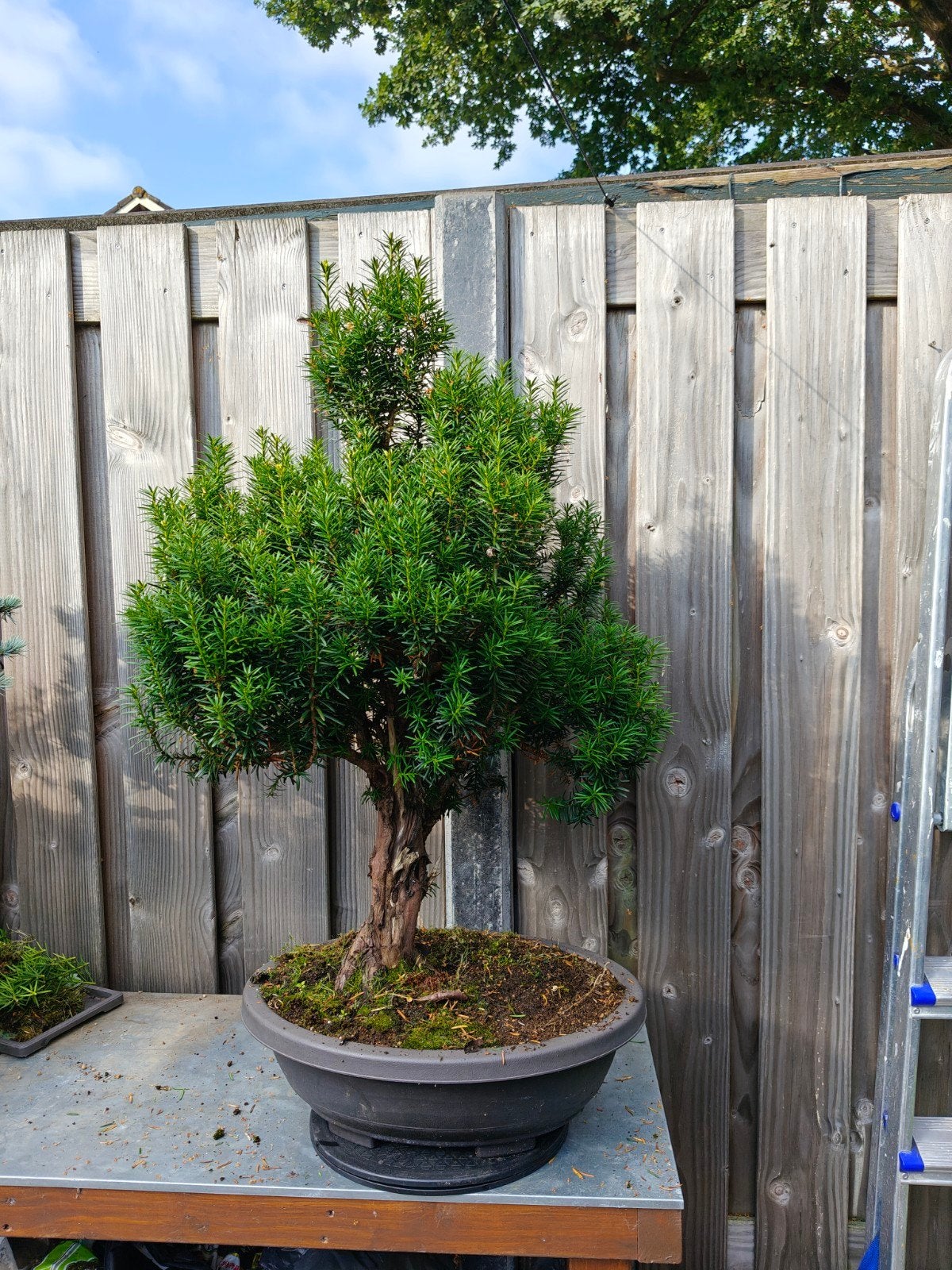 Taxus Bonsai, Tuin en Terras, Planten | Bomen, Ophalen, Bloeit niet, Halfschaduw, Overige soorten