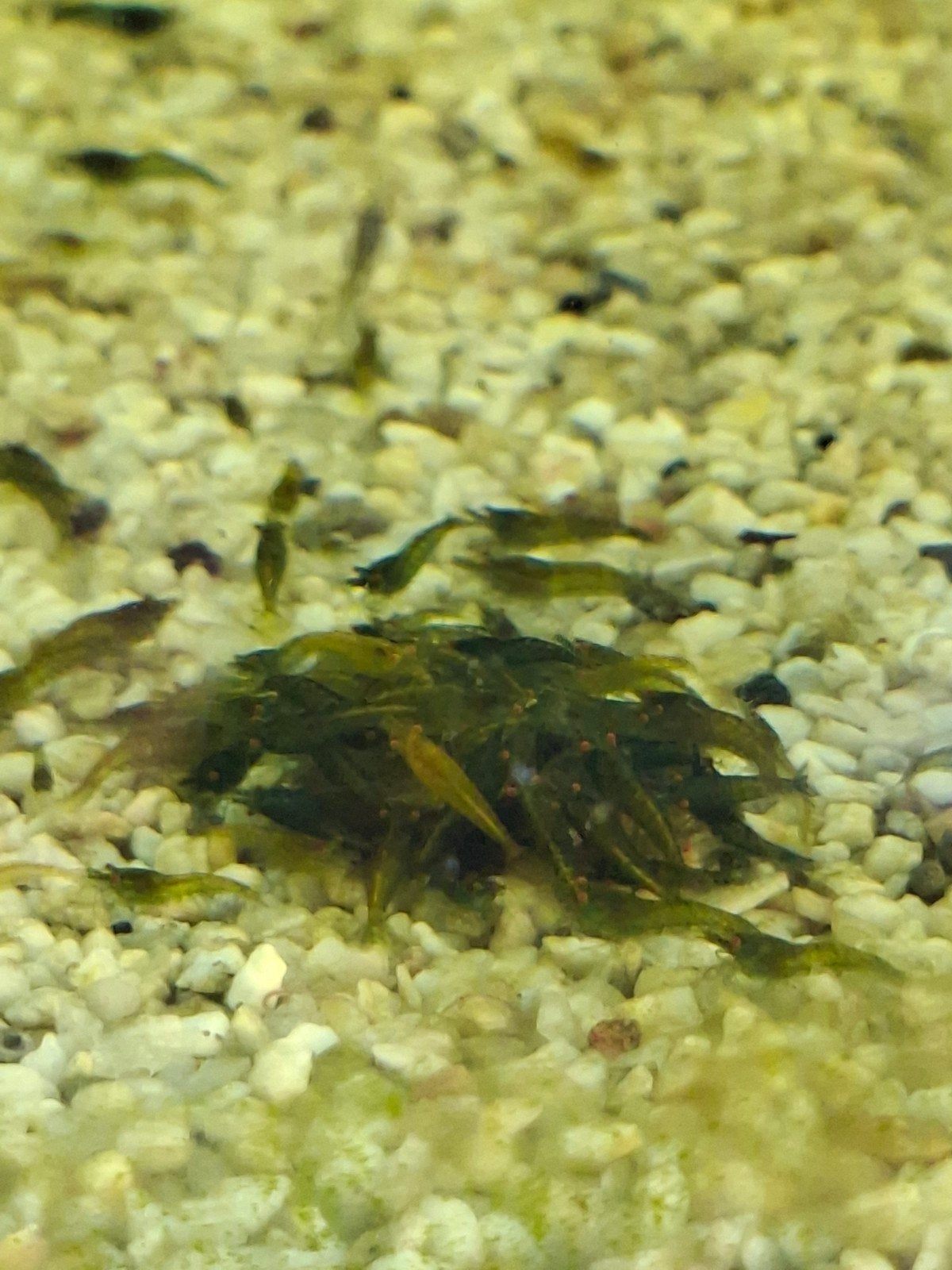 Green jade oranje ogen., Dieren en Toebehoren, Vissen | Aquariumvissen, Kreeft, Krab of Garnaal