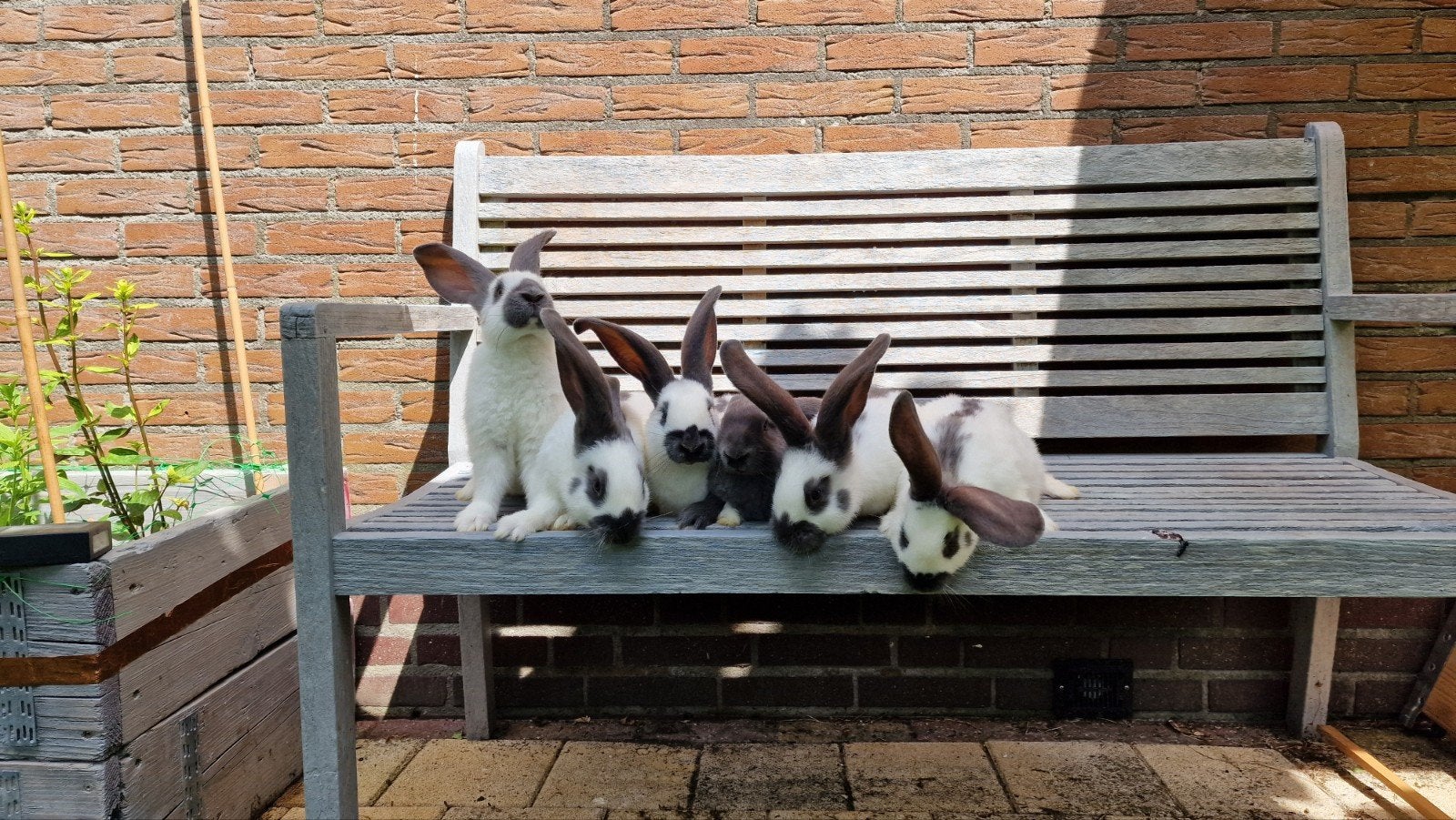 Lotharinger groot konijnen raszuiver, Meerdere dieren, Groot
