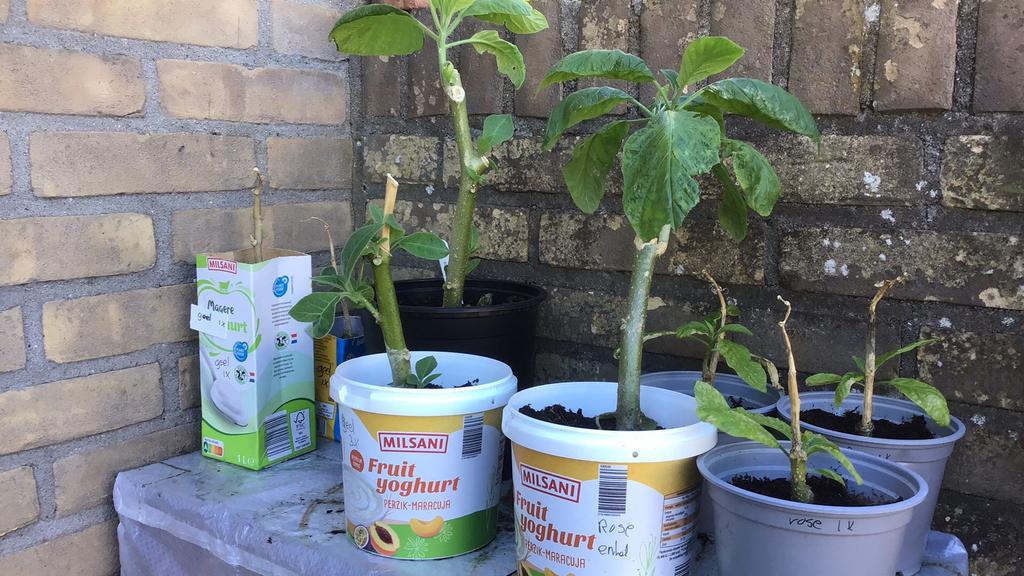 Brugmansia stekken, Volle zon, Vaste plant, Zomer, Ophalen